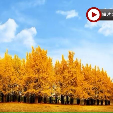 🍁楓紅杏黃‧秋色無際 武漢賞秋、高科技體驗5天純玩高鐵團  隨州千年銀杏谷、錢沖古銀杏國家森林公園、清涼寨賞紅葉、文華學院紅楓林、起義門銀杏、人形機器人創新中心、懸掛式科幻列車~光谷空軌