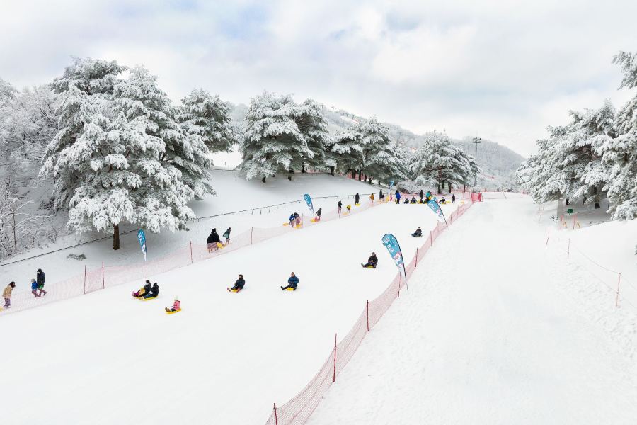 洪川+首爾 5 天冬日滑雪之旅【Sono Belle Vivaldi Park+冬日滑雪+觀光纜車+冰雪樂園 Snowy Land】月尾島海鷗船體驗、士多啤梨園、愛寶樂園Everland
