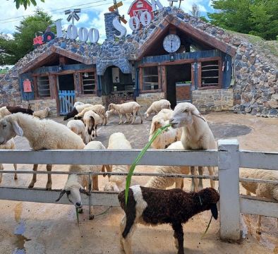 「泰」美麗曼谷、華欣 5天之旅   Pop Mart旗艦店、鄉村風主題農場～1000 Sook、Don Hoi Lot小漁村