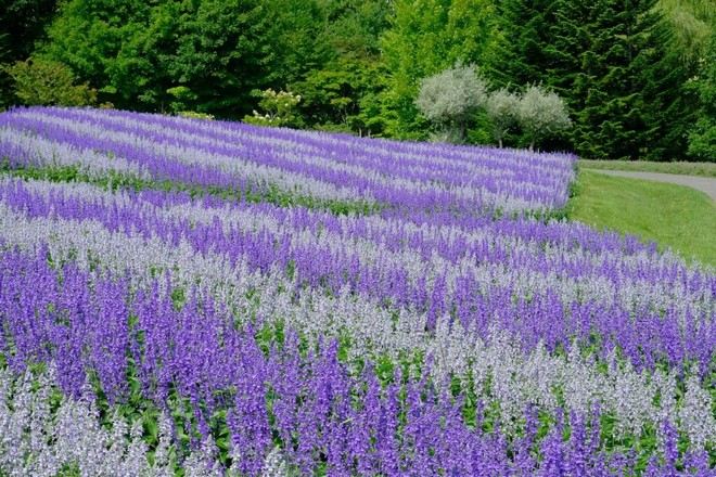 國營瀧野鈴蘭丘陵公園