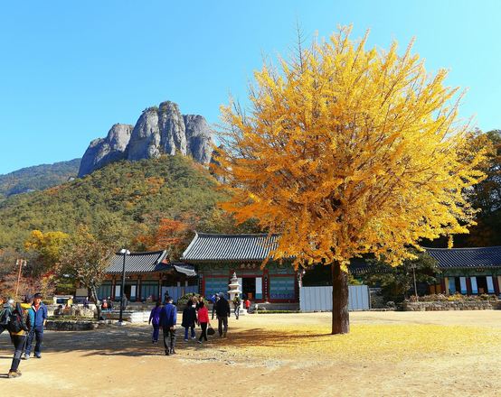 韓國深度秋楓7天之旅  ※【韓楓秋色】光州「無等山」芝山遊園地*吊椅式纜車+空中單軌車體驗、內藏山國立公園+內藏寺、大芚山道立公園+金剛排雲鐵索橋+三仙階梯、漫遊《全州韓屋村》韓服試穿體驗