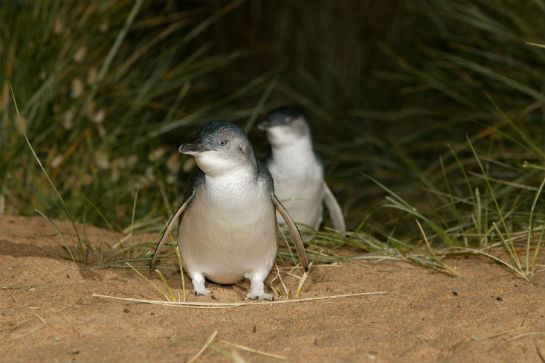 夜觀神仙企鵝回巢