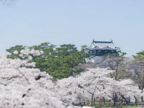 岡崎城櫻花