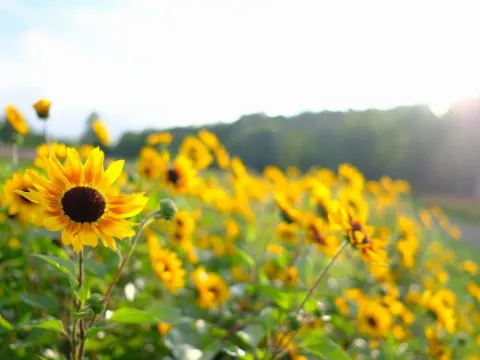 國營瀧野鈴蘭丘陵公園