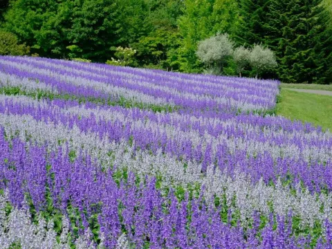 國營瀧野鈴蘭丘陵公園