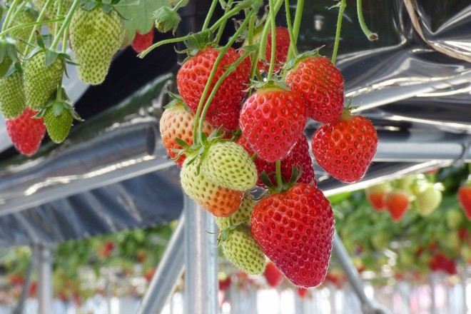 仙台四季果物園