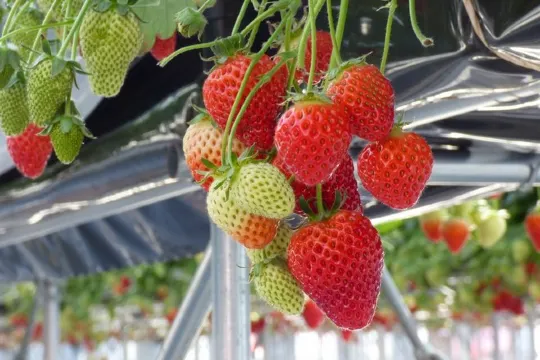 仙台四季果物園