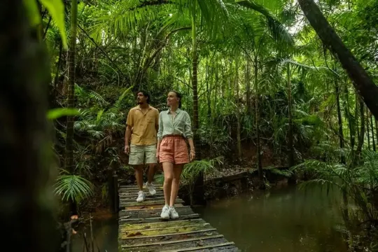 Daintree Rainforest戴恩樹雨林