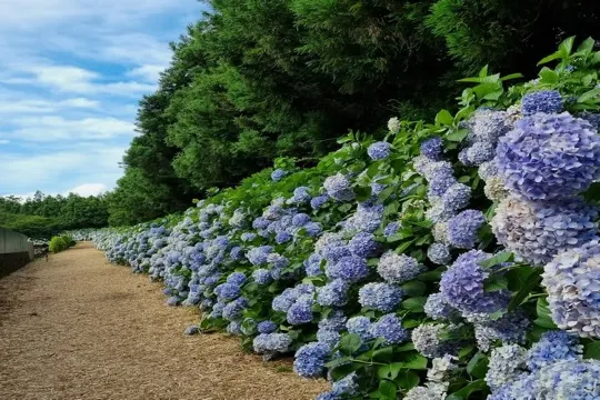 風之山坡Boromwat