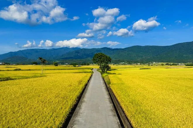 伯朗大道