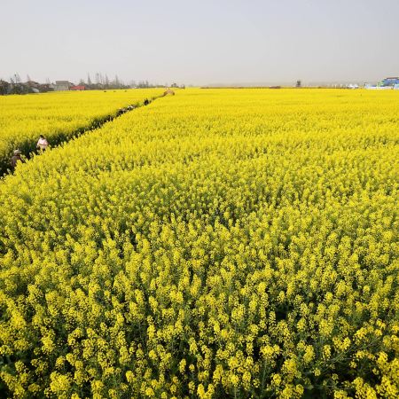 【湘約花季 · 春漫桃源】 湖南長沙、常德4天純玩高鐵團  十美堂萬畝油菜花海、常德桃花源景區、觀看大型溪流漫遊實景演出《桃花源記》、湖南省植物園、簡牘博物館、橘子洲景區、長沙City Walk