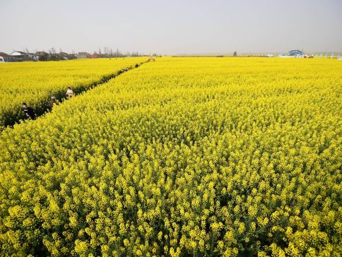 【湘約花季 · 春漫桃源】 湖南長沙、常德4天純玩高鐵團  十美堂萬畝油菜花海、常德桃花源景區、觀看大型溪流漫遊實景演出《桃花源記》、湖南省植物園、簡牘博物館、橘子洲景區、長沙City Walk