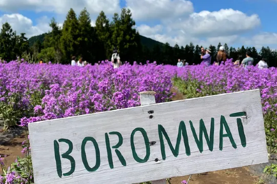 風之山坡Boromwat