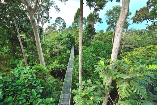 山打根_熱帶雨林探索中心