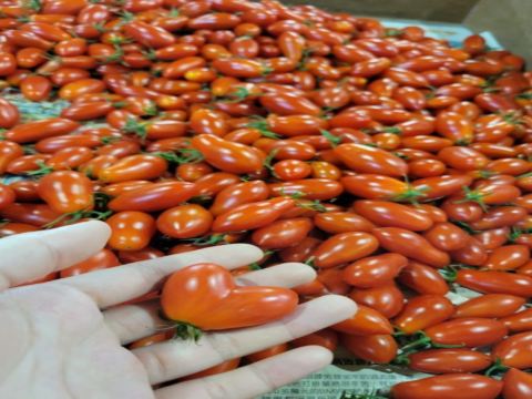 台灣關西 著名蕃茄果園