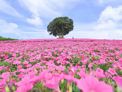 《親子人氣景點》Mother牧場