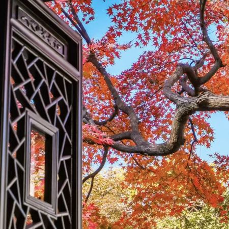 金楓杏韻‧江南賞秋🍁6天團  臨安天目山(大樹王銀杏)、無錫寄暢園(紅楓銀杏)、湖州八都岕(十里銀杏長廊)/蘇州留園(紅楓銀杏)、杭州(九溪煙樹紅楓)、夜遊惠山古鎮、船遊西湖、上海