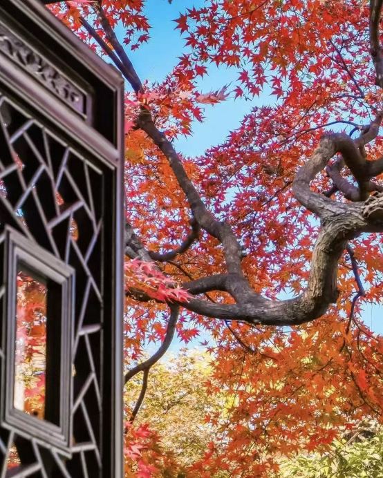 金楓杏韻‧江南賞秋🍁6天團 臨安天目山(大樹王銀杏)、無錫寄暢園(紅楓銀杏)、湖州八都岕(十里銀杏長廊)/蘇州留園(紅楓銀杏)、杭州(九溪煙樹紅楓)、夜遊惠山古鎮、船遊西湖、上海