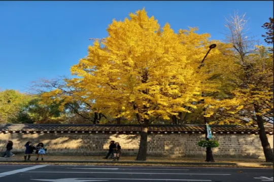 德壽宮石牆路 秋 