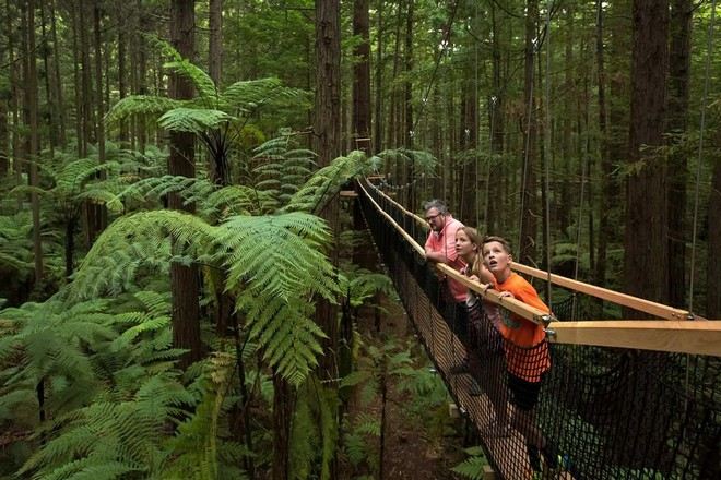 紅木樹林空中健步行