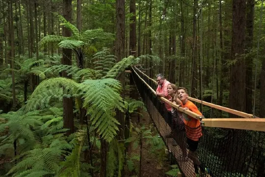 紅木樹林空中健步行