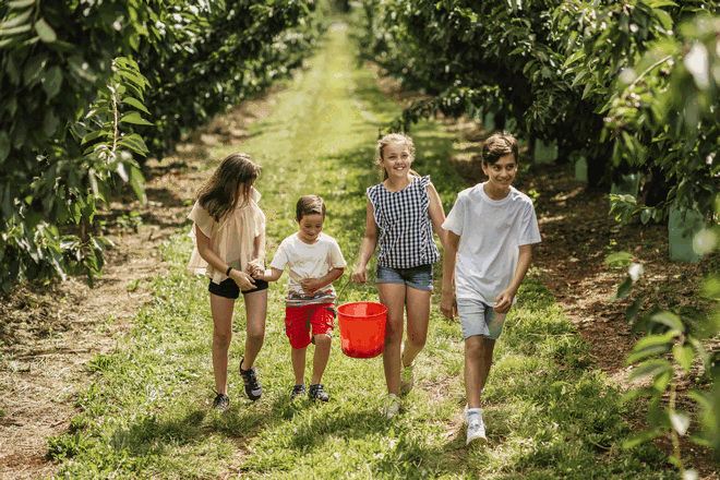 cherry hill orchards