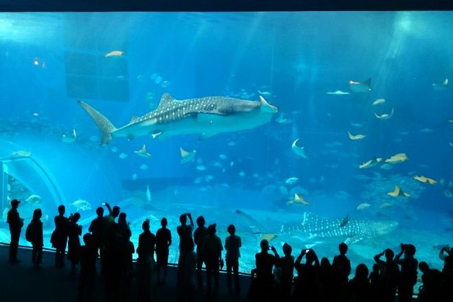 日本沖繩 海洋博公園