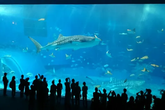 日本沖繩 海洋博公園