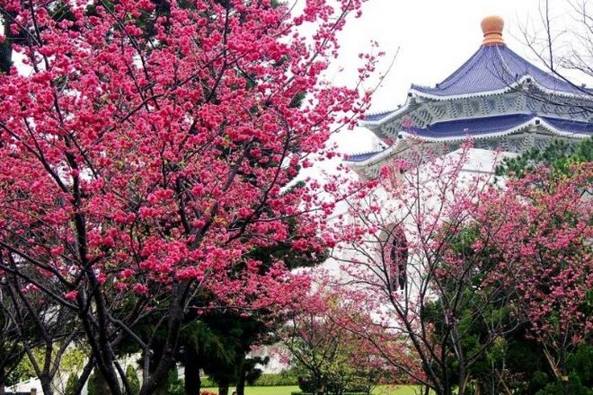 中正紀念堂賞櫻