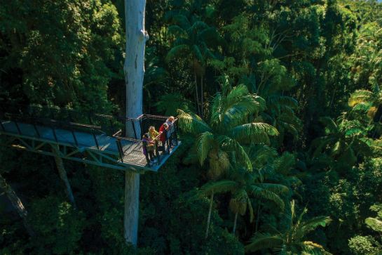 tamborine樹頂吊橋