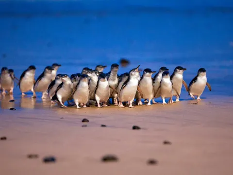 夜觀神仙企鵝回巢