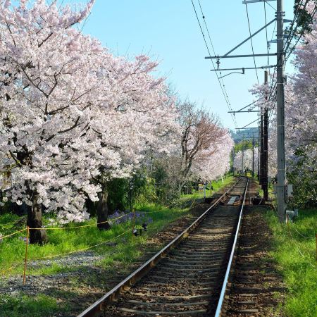 京阪神 春日花見6天寫意之旅 *週末大激賞每位勁減-$800 推廣碼【WE459】 美山町~茅屋之里、「世界文化遺產」平等院(賞櫻及紫籐花)、嵐山風景區~渡月橋/嵐電櫻花列車、「賞櫻名所百選」紀三井寺