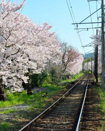京阪神 春日花見6天寫意之旅~ 美山町~茅屋之里、「世界文化遺產」平等院(賞櫻及紫籐花)、嵐山風景區~渡月橋/嵐電櫻花列車、「賞櫻名所百選」紀三井寺、和歌山電鐵貓站長車站~乘特色觀光列車