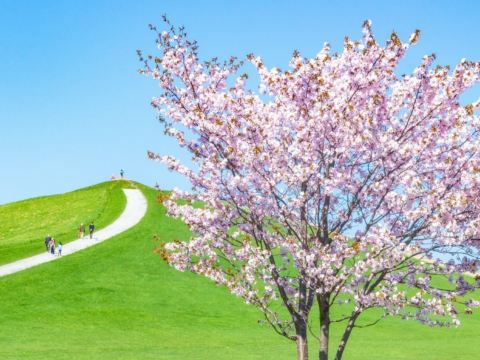 莫埃來沼環保公園