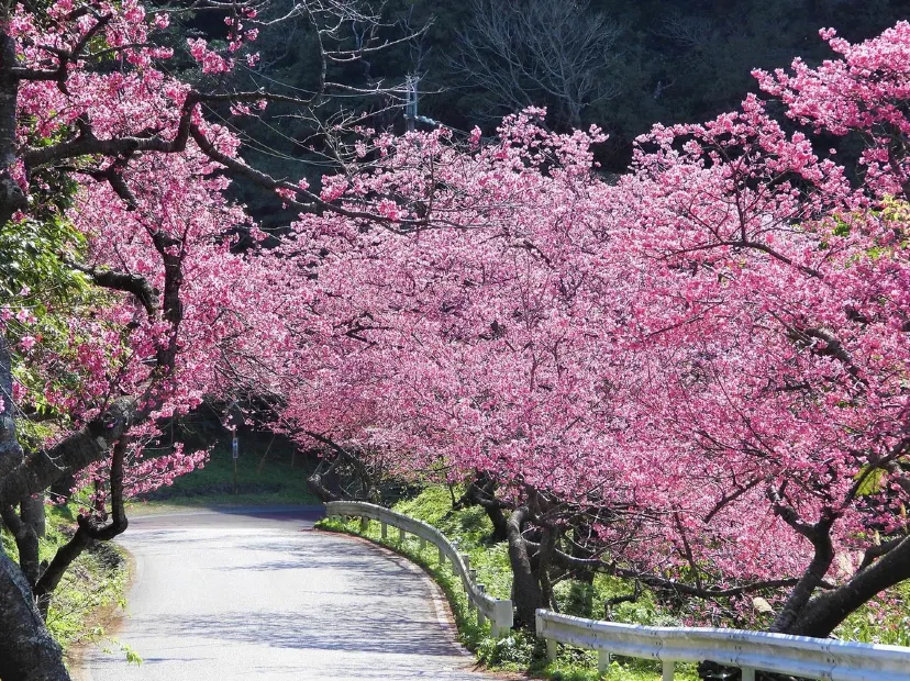 八重岳櫻之森公園