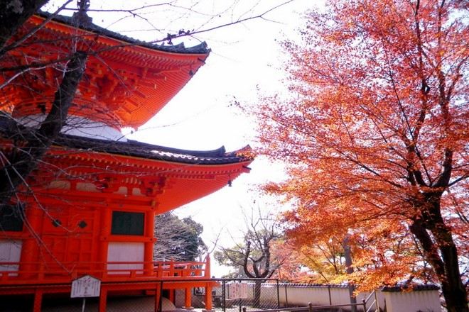 紀三井寺紅葉