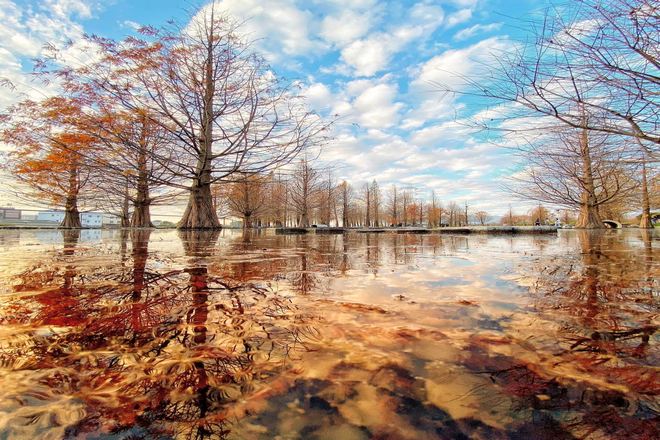 泰安落羽松秘境