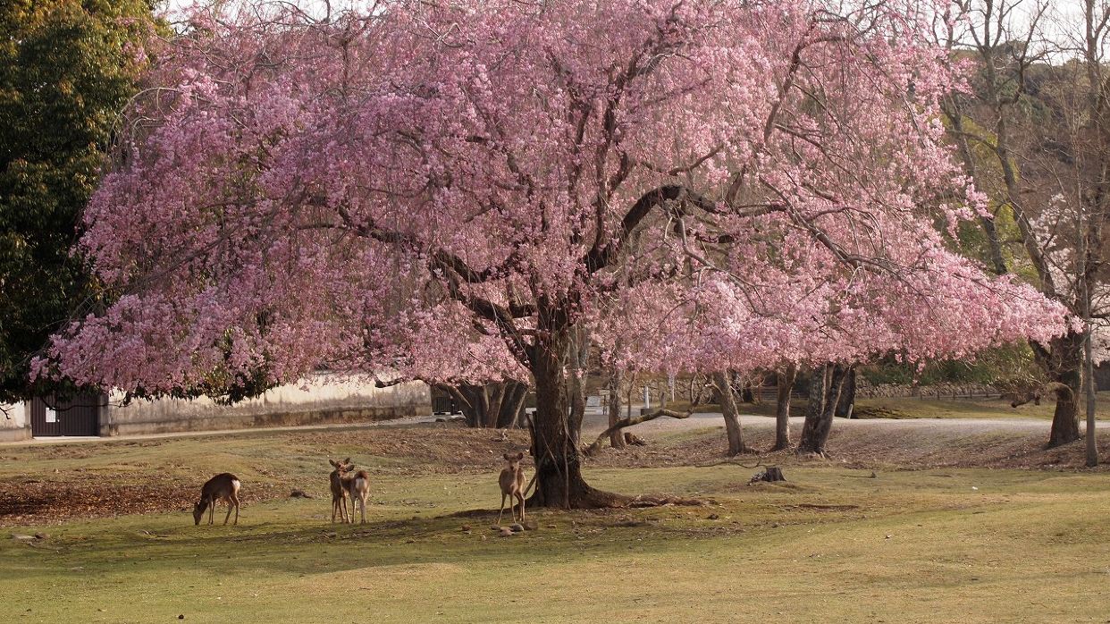 奈良公園