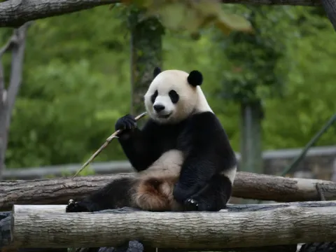 國寶熊貓