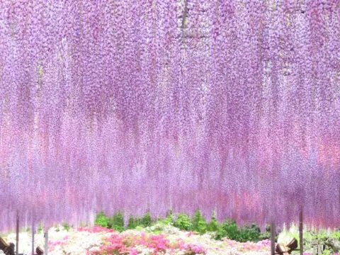 足利花卉公園~紫藤花