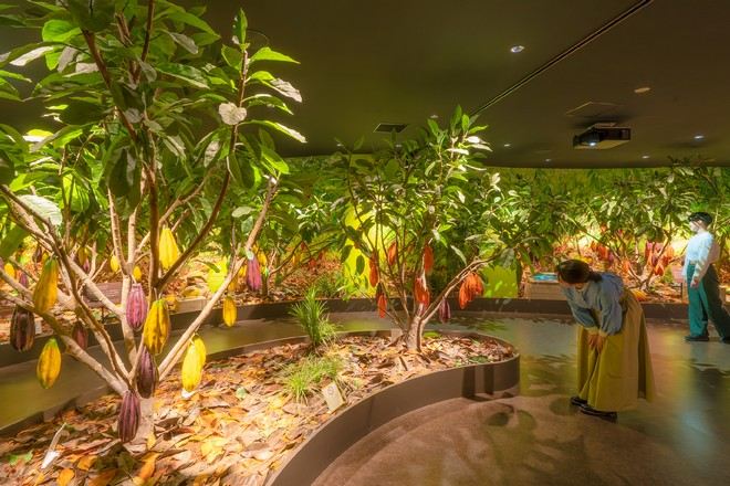 ROYCE' CACAO & CHOCOLATE TOWN