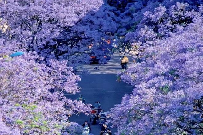 教場中路藍花楹