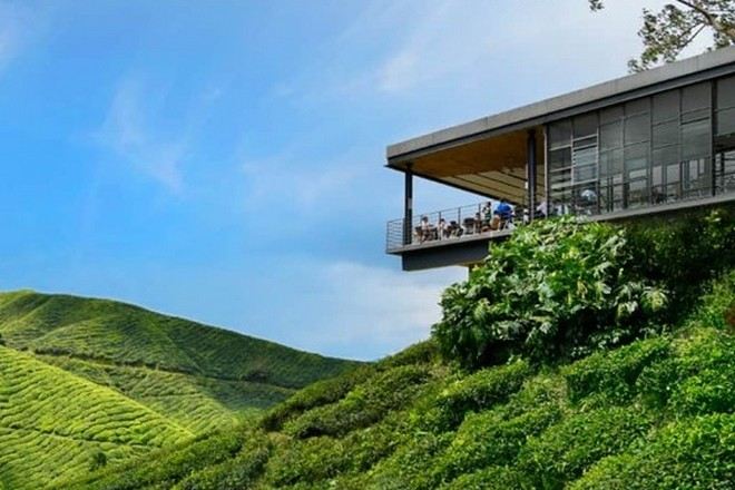 金馬崙高原茶園