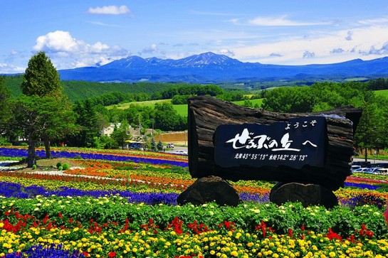 美瑛ZERUBU HILL薰衣草之丘