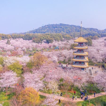 花見湖北‧武漢、木蘭清涼寨5天純玩高鐵團 東湖櫻花園(白天入園+點燈賞夜櫻)、清涼寨中華櫻花、蔡甸萬畝油菜花田、花博匯繽紛鬱金香、櫻花溪公園、龜山公園櫻花棧道、西北湖廣場賞櫻、櫻花樹下悠閒下午茶