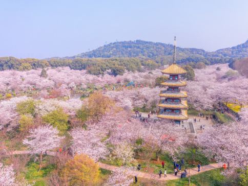 花見湖北‧武漢、木蘭清涼寨5天純玩高鐵團 東湖櫻花園(白天入園+點燈賞夜櫻)、清涼寨中華櫻花、蔡甸萬畝油菜花田、花博匯繽紛鬱金香、櫻花溪公園、龜山公園櫻花棧道、西北湖廣場賞櫻、櫻花樹下悠閒下午茶