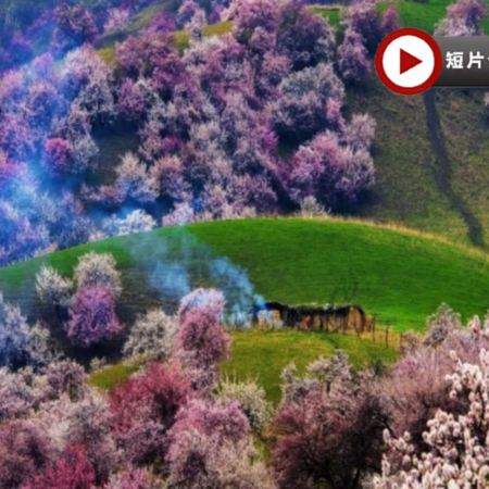 北疆醉美賞花季‧春日賞花8天之旅 新疆伊犁吐爾根杏花谷、福壽山杏花、賽里木湖、那拉提草原、伊犁老城文化旅遊區(乘馬車、欣賞民族歌舞)、庫木塔格沙漠、天山天池、交河故城、火焰山、國際大巴扎