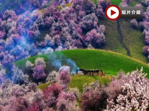 北疆醉美賞花季‧春日賞花8天之旅 新疆伊犁吐爾根杏花谷、福壽山杏花、賽里木湖、那拉提草原、伊犁老城文化旅遊區(乘馬車、欣賞民族歌舞)、庫木塔格沙漠、天山天池、交河故城、火焰山、國際大巴扎 北疆醉美賞花季‧春日賞花8天之旅 新疆伊犁吐爾根杏花谷、福壽山杏花、賽里木湖、那拉提草原、伊犁老城文化旅遊區(乘馬車、欣賞民族歌舞)、庫木塔格沙漠、天山天池、交河故城、火焰山、國際大巴扎