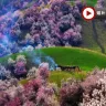 新疆8天團·北疆醉美賞花季🌸春日賞花8天之旅 新疆伊犁吐爾根杏花谷、福壽山杏花、賽里木湖、那拉提草原、伊犁老城文化旅遊區(乘馬車、欣賞民族歌舞)、庫木塔格沙漠、天山天池、交河故城、火焰山、國際大巴扎