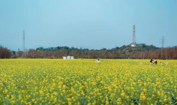 金黃油菜花海